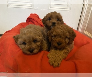 Cavapoo Litter for sale in MADISON, IN, USA