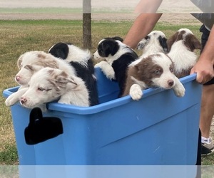 Border Collie Litter for sale in ISANTI, MN, USA