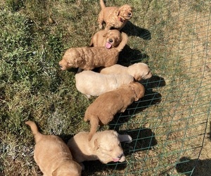 Golden Retriever-Goldendoodle Mix Litter for sale in PORT ANGELES, WA, USA