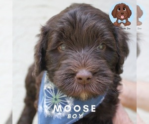 Australian Labradoodle Litter for sale in HOLLYWOOD, FL, USA