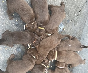 Labradoodle-Labrador Retriever Mix Litter for sale in HOLCOMBE, WI, USA