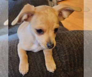 Chihuahua Litter for sale in EVERETT, WA, USA