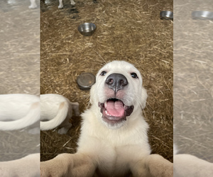 Great Pyrenees Litter for sale in COATESVILLE, PA, USA