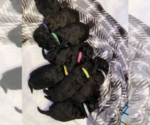 Goldendoodle (Miniature) Litter for sale in COATS, NC, USA