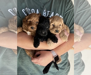 Australian Labradoodle Litter for sale in MACON, IL, USA