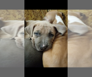 American Staffordshire Terrier Litter for sale in NEENAH, WI, USA