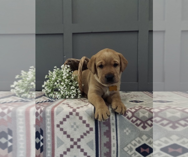 Medium Photo #1 Labrador Retriever Puppy For Sale in GRANT, MI, USA