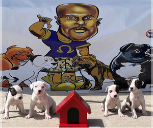 American Pit Bull Terrier Litter for sale in MARKHAM, IL, USA