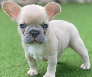 French Bulldog Litter for sale in TAMPA, FL, USA