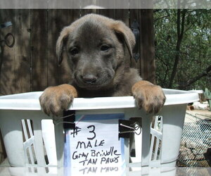 Dutch Shepherd Dog Litter for sale in TUCSON, AZ, USA