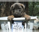 Small Photo #1 Dutch Shepherd Dog Puppy For Sale in TUCSON, AZ, USA