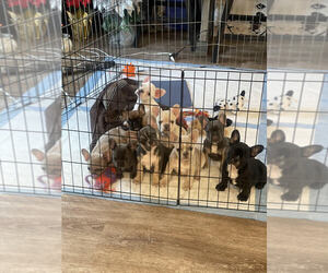 French Bulldog Litter for sale in ANTIOCH, CA, USA
