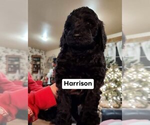 Poodle (Standard)-Whoodle Mix Litter for sale in TARKIO, MO, USA