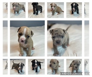 American Bully Litter for sale in LANCASTER, PA, USA