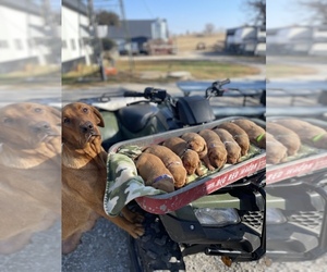 Labrador Retriever Litter for sale in RICHLAND, IA, USA