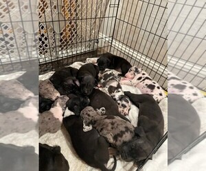Great Dane Litter for sale in COTTONWOOD, CA, USA