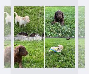 Goldendoodle-Labrador Retriever Mix Litter for sale in WINCHESTER, KY, USA
