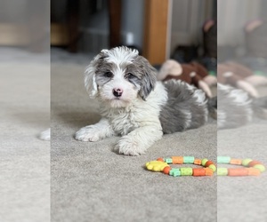 Sheepadoodle Litter for sale in MILLERSBURG, OH, USA