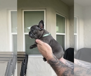 French Bulldog Litter for sale in WINDERMERE, FL, USA