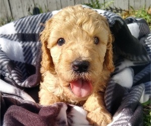 Poodle (Standard) Litter for sale in NEW LONDON, IA, USA