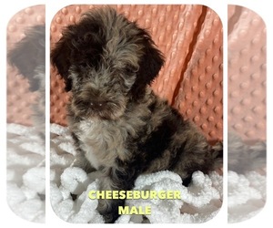 Aussiedoodle-Poodle (Standard) Mix Litter for sale in GULF BREEZE, FL, USA