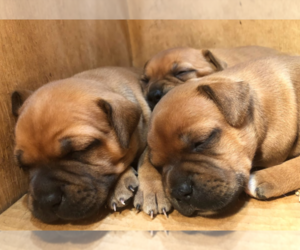Staffordshire Bull Terrier Litter for sale in VANCOUVER, WA, USA