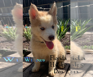 Siberian Husky Litter for sale in NEW PORT RICHEY, FL, USA