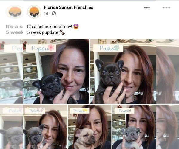 Full screen Photo #1 French Bulldog Puppy For Sale in PORT CHARLOTTE, FL, USA