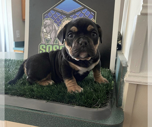 American Bully Litter for sale in CLEVELAND, OH, USA