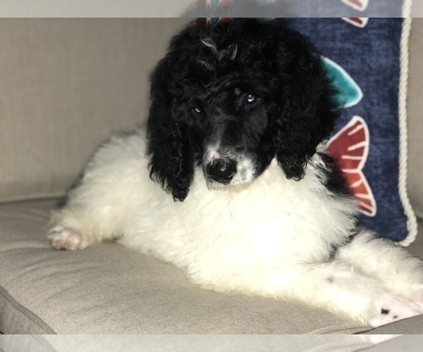 Medium Photo #1 Poodle (Standard) Puppy For Sale in BELLA VISTA, AR, USA