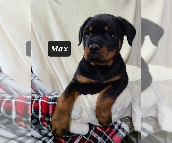 Medium Photo #1 Rottweiler Puppy For Sale in MIDDLEBURY, IN, USA