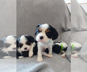 Cavalier King Charles Spaniel Litter for sale in SPRINGFIELD, IL, USA