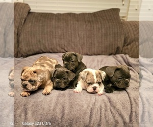 French Bulldog Litter for sale in MADISON, AL, USA