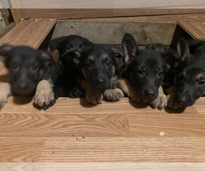 German Shepherd Dog Litter for sale in ACTON, ME, USA