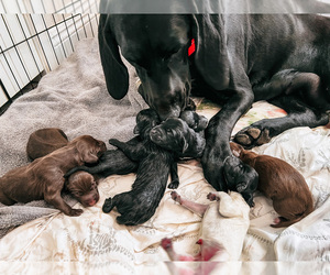 German Shorthaired Pointer Litter for sale in COLORADO SPRINGS, CO, USA