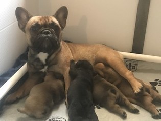 French Bulldog Litter for sale in MUSKOGEE, OK, USA