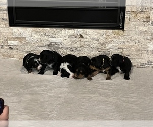 Bernedoodle Litter for sale in COLWICH, KS, USA
