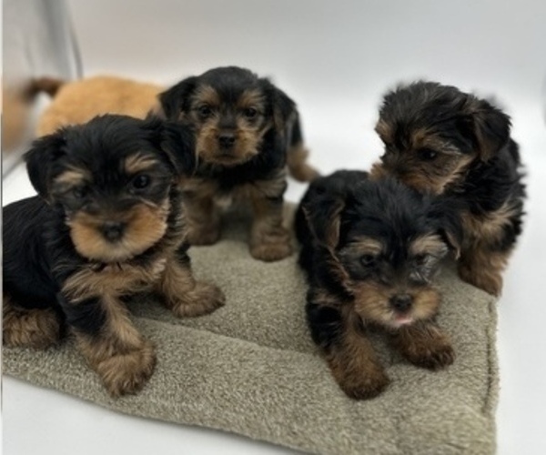 Medium Photo #1 Yorkshire Terrier Puppy For Sale in WOODBRIDGE, VA, USA
