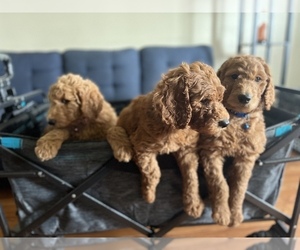 Goldendoodle Litter for sale in BREA, CA, USA