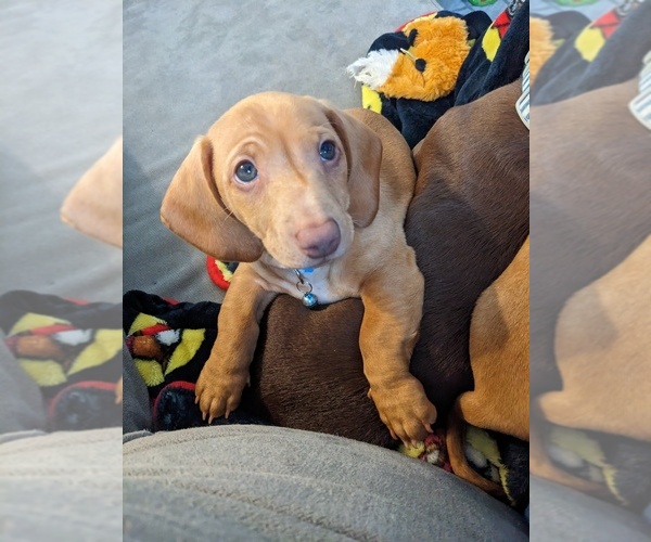 Medium Photo #1 Dachshund Puppy For Sale in LOWELL, MI, USA