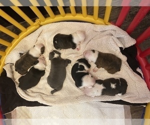 Olde English Bulldogge Litter for sale in SPRINGFIELD, OH, USA
