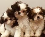 Small Photo #1 Shih Tzu Puppy For Sale in WHITE PLAINS, MD, USA