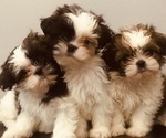 Small Shih Tzu