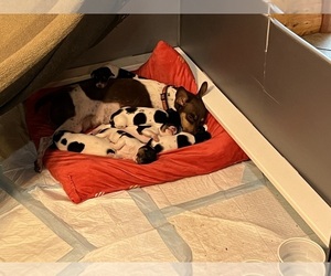 Rat Terrier Litter for sale in LECOMPTON, KS, USA