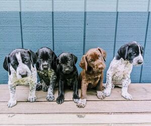 German Shorthaired Pointer Litter for sale in GRAHAM, WA, USA