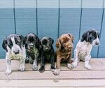Small Photo #1 German Shorthaired Pointer Puppy For Sale in GRAHAM, WA, USA