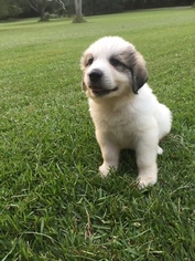 Great Pyrenees Litter for sale in LEEDS, AL, USA