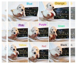 English Cream Golden Retriever Litter for sale in PENDLETON, IN, USA