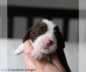 English Springer Spaniel Litter for sale in STATE COLLEGE, PA, USA