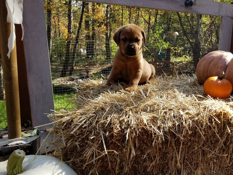 Medium Photo #1 Bullmastiff-Rottweiler Mix Puppy For Sale in MORGANTOWN, PA, USA